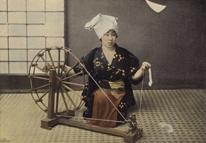 Katoenspinner